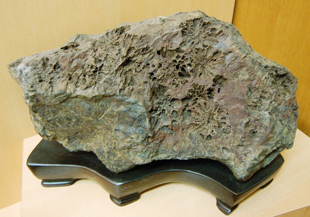 母岩の種類 菊花石の母岩